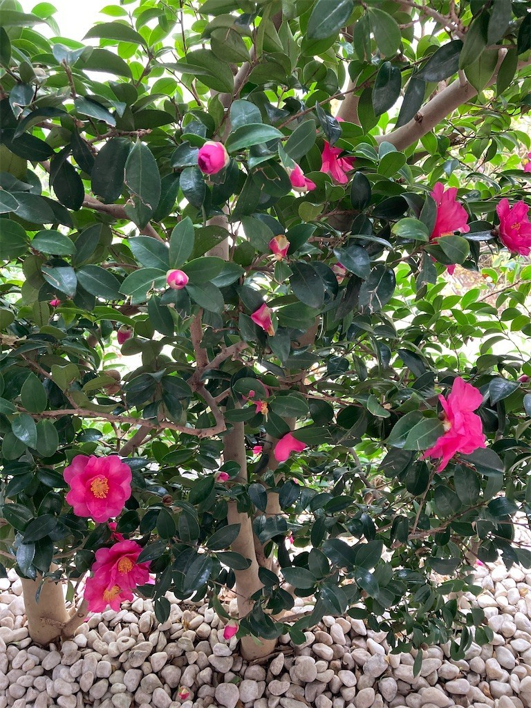 f:id:Magnoliarida:20201127153841j:image f:id:Magnoliarida:20201127153841j:image