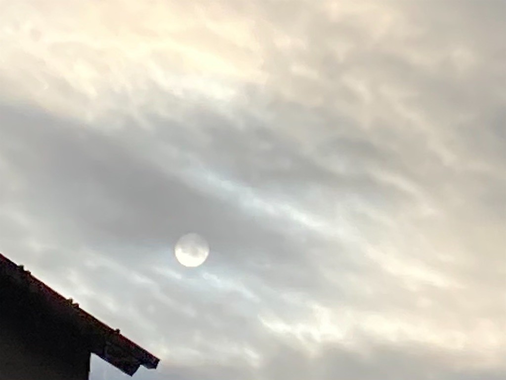 f:id:Magnoliarida:20201202092127j:image f:id:Magnoliarida:20201202092127j:image