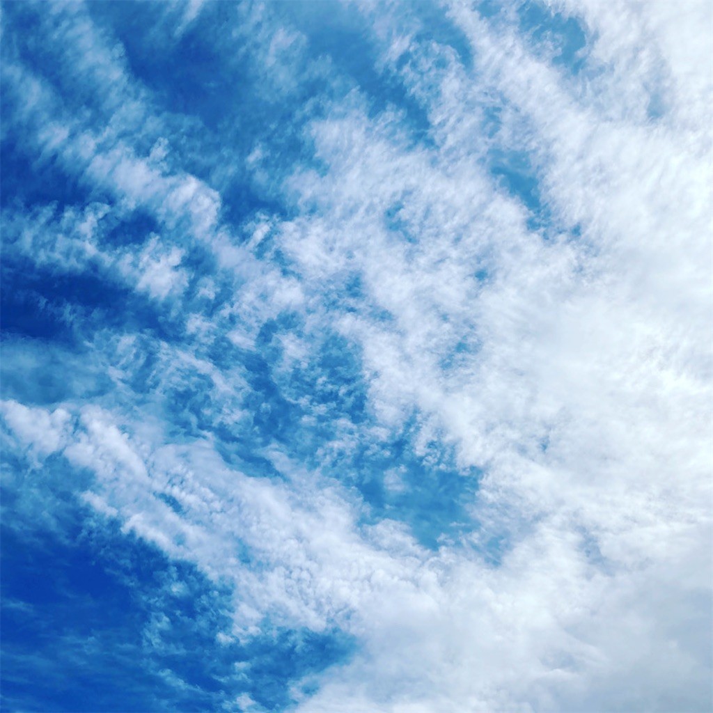 f:id:Magnoliarida:20210127140102j:image f:id:Magnoliarida:20210127140102j:image