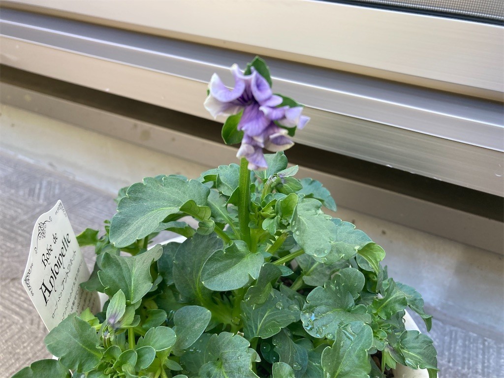 f:id:Magnoliarida:20210129105955j:image f:id:Magnoliarida:20210129105955j:image