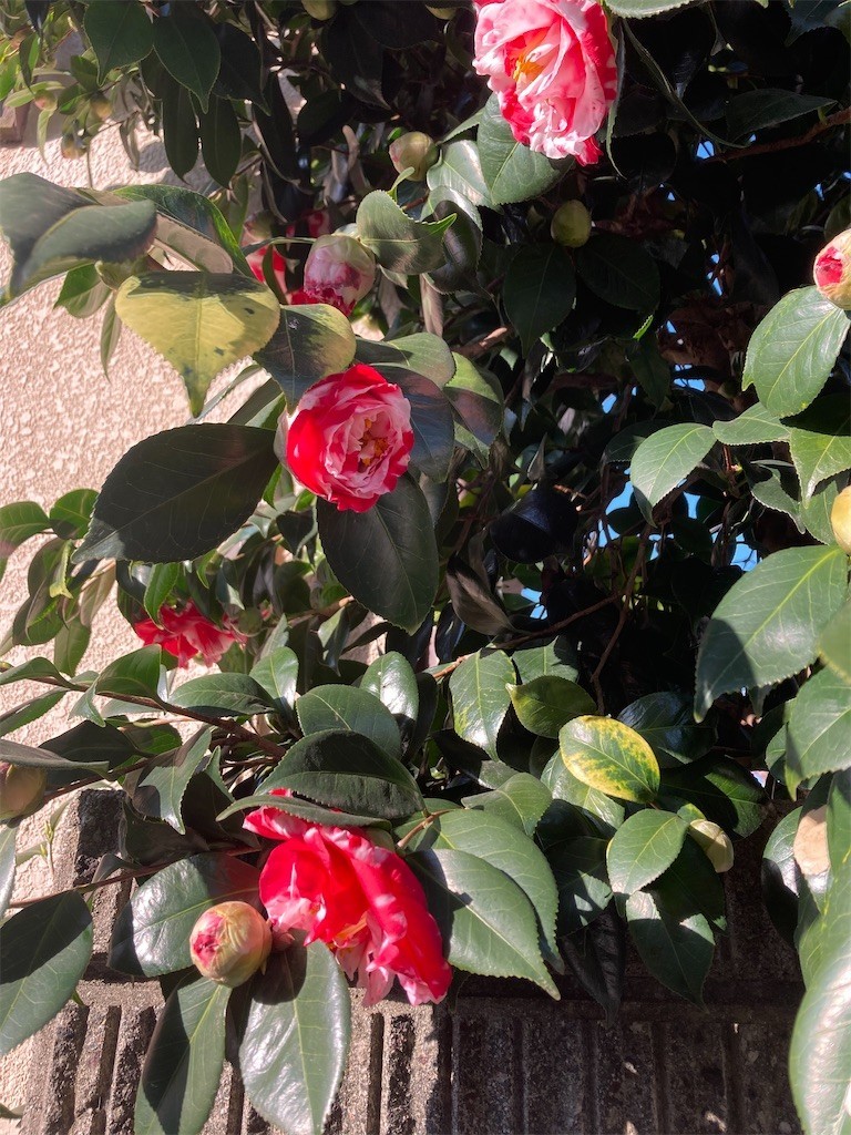 f:id:Magnoliarida:20210222082306j:image