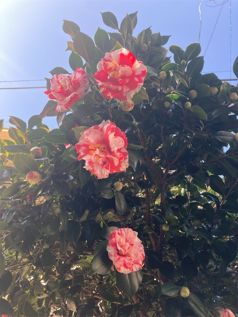 f:id:Magnoliarida:20210222082315j:image