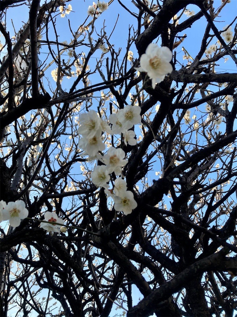 f:id:Magnoliarida:20210224171415j:image f:id:Magnoliarida:20210224171415j:image