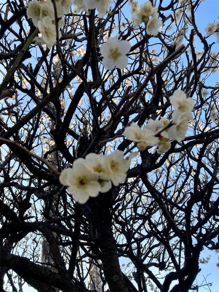 f:id:Magnoliarida:20210224171419j:image f:id:Magnoliarida:20210224171419j:image