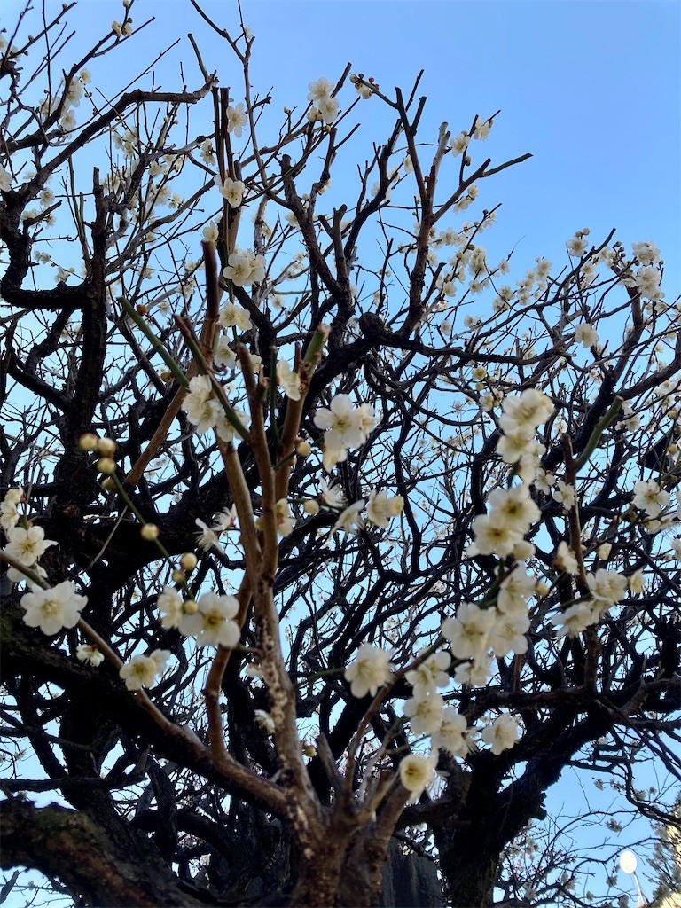 f:id:Magnoliarida:20210224171423j:image f:id:Magnoliarida:20210224171423j:image