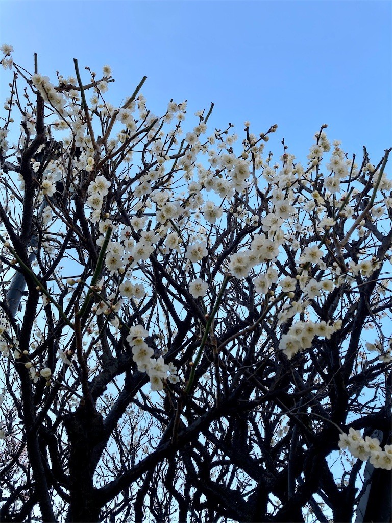 f:id:Magnoliarida:20210224171428j:image f:id:Magnoliarida:20210224171428j:image