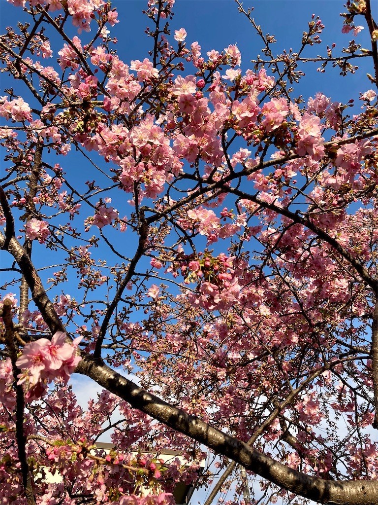 f:id:Magnoliarida:20210224171545j:image f:id:Magnoliarida:20210224171545j:image