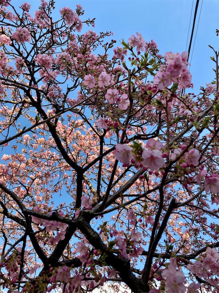 f:id:Magnoliarida:20210224171549j:image f:id:Magnoliarida:20210224171549j:image