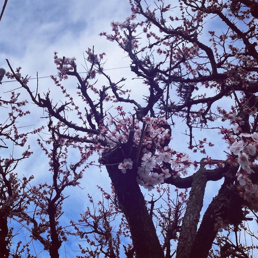 f:id:Magnoliarida:20210307213705j:image f:id:Magnoliarida:20210307213705j:image