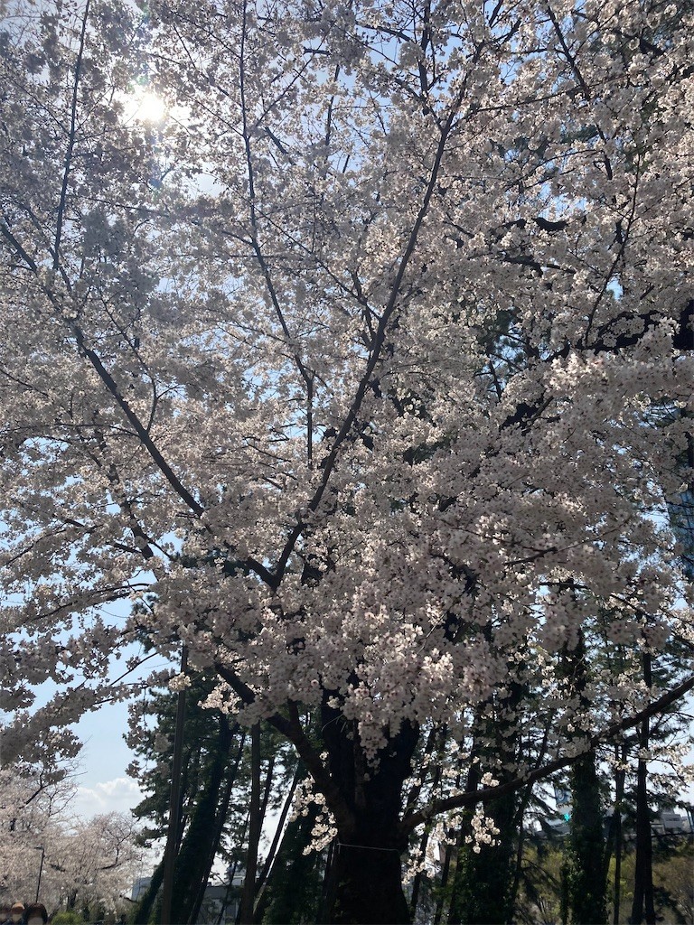 f:id:Magnoliarida:20210326151117j:image