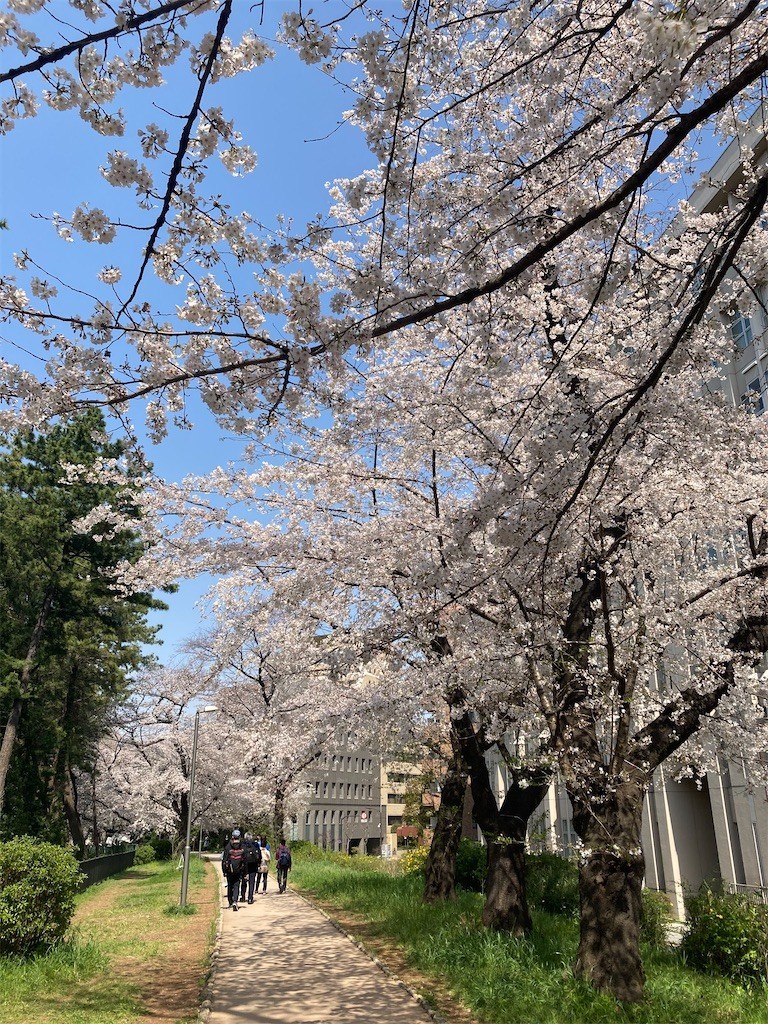 f:id:Magnoliarida:20210326151245j:image