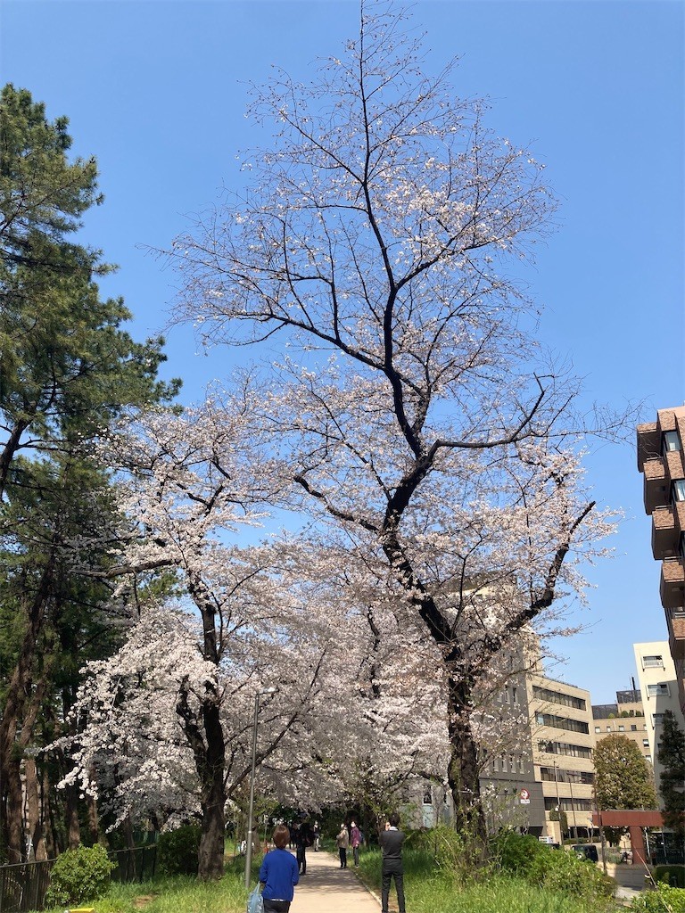 f:id:Magnoliarida:20210326151249j:image