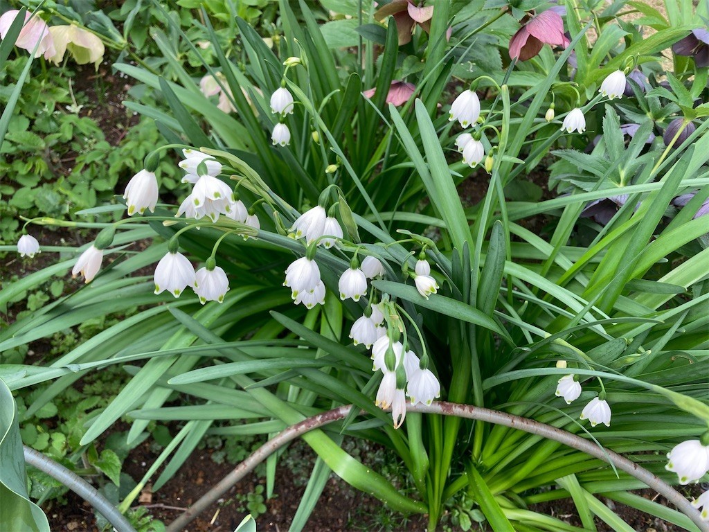 f:id:Magnoliarida:20210330085257j:image