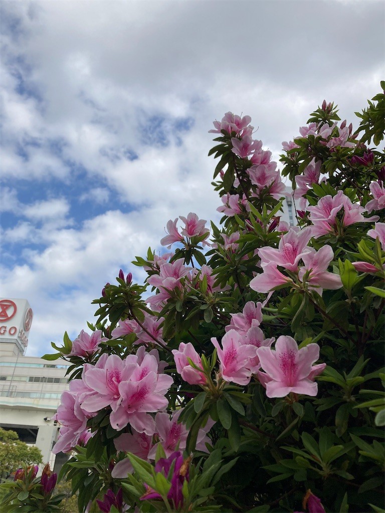 f:id:Magnoliarida:20210403204533j:image