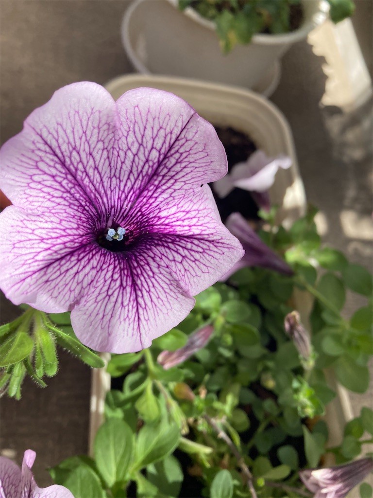 f:id:Magnoliarida:20210409093957j:image f:id:Magnoliarida:20210409093957j:image