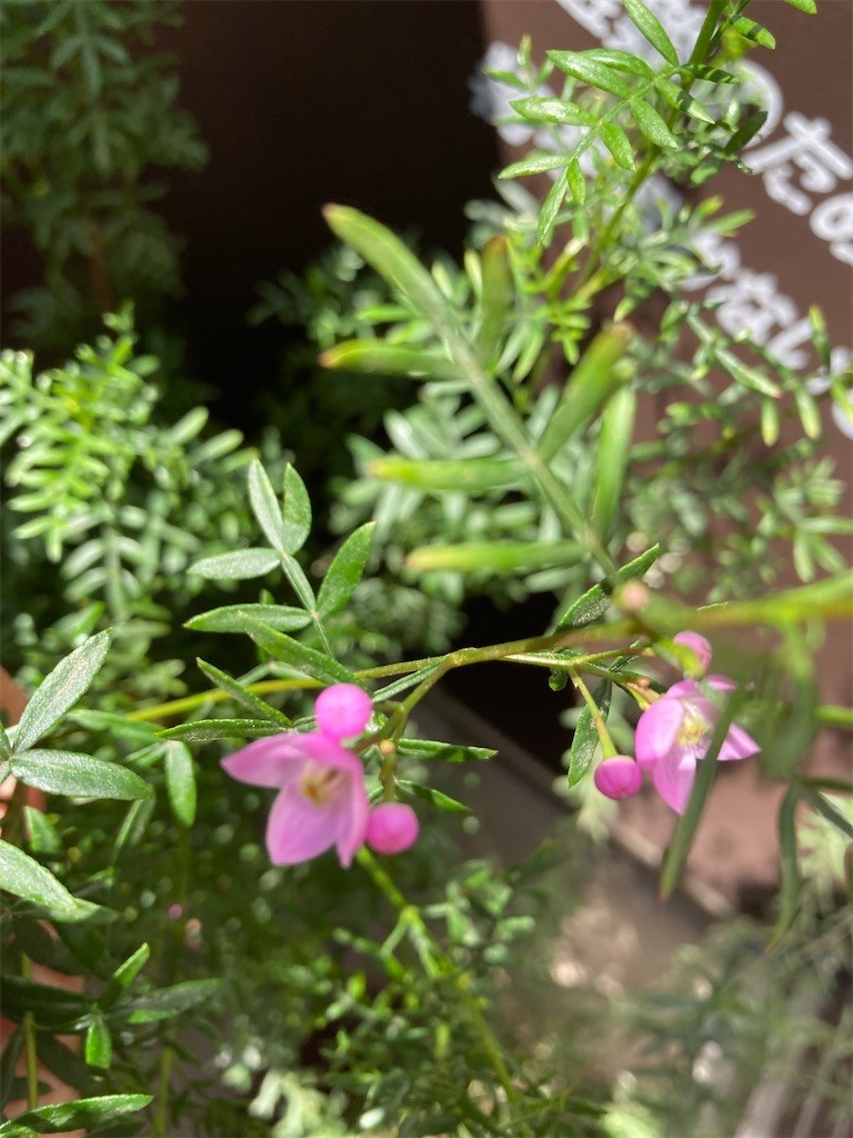 f:id:Magnoliarida:20210409094007j:image f:id:Magnoliarida:20210409094007j:image