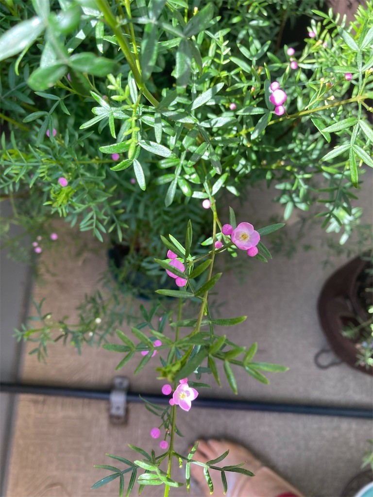 f:id:Magnoliarida:20210409094011j:image f:id:Magnoliarida:20210409094011j:image