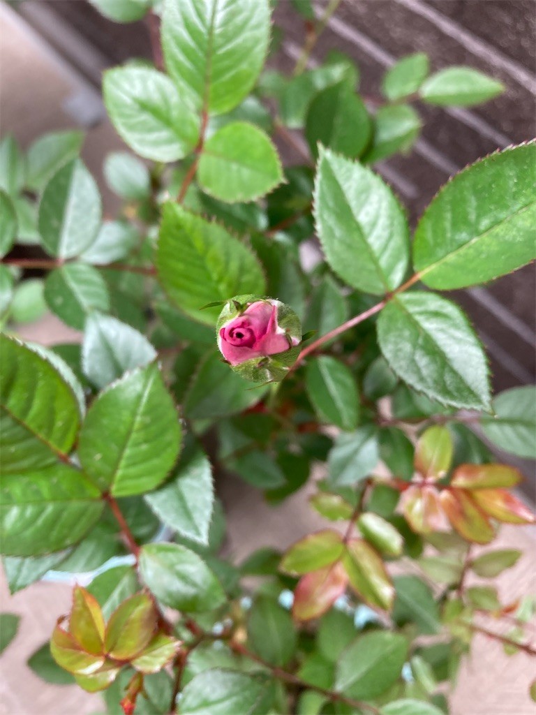 f:id:Magnoliarida:20210414082751j:image