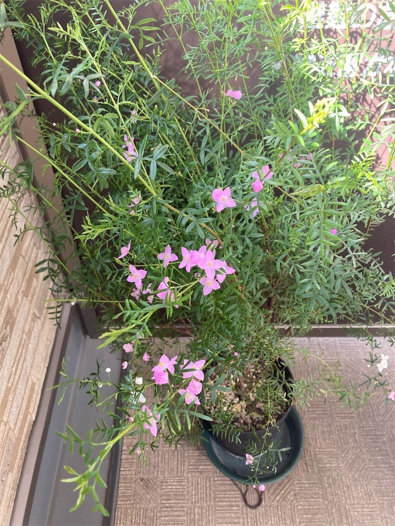 f:id:Magnoliarida:20210423084907j:image f:id:Magnoliarida:20210423084907j:image