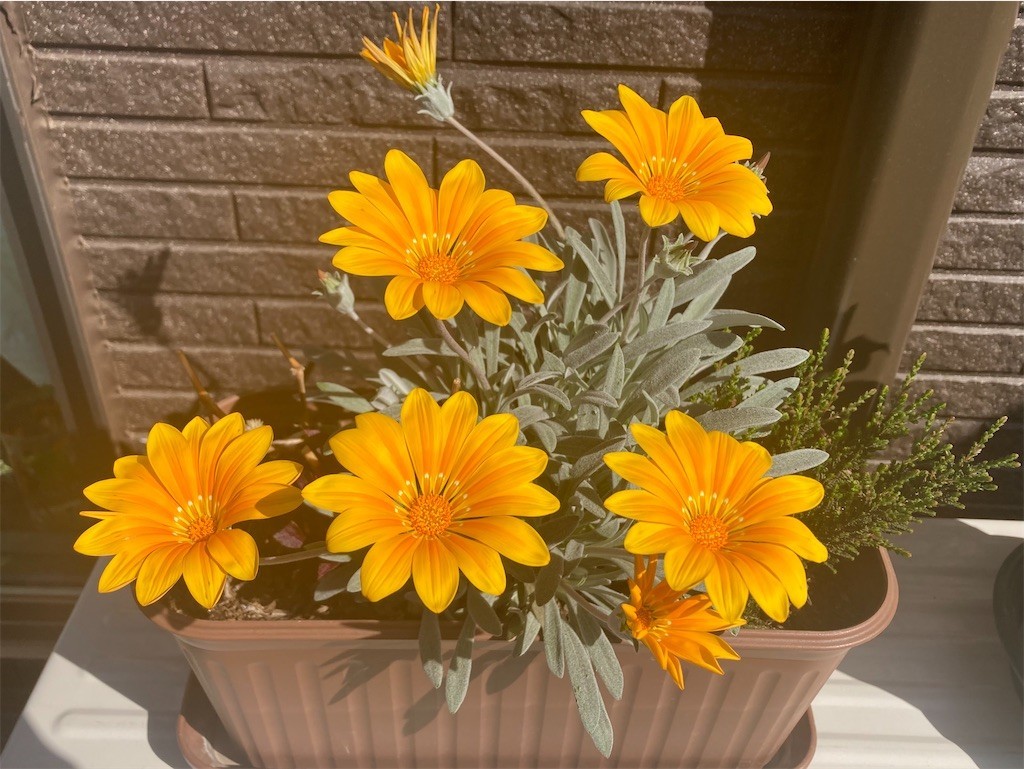 f:id:Magnoliarida:20210428090217j:image