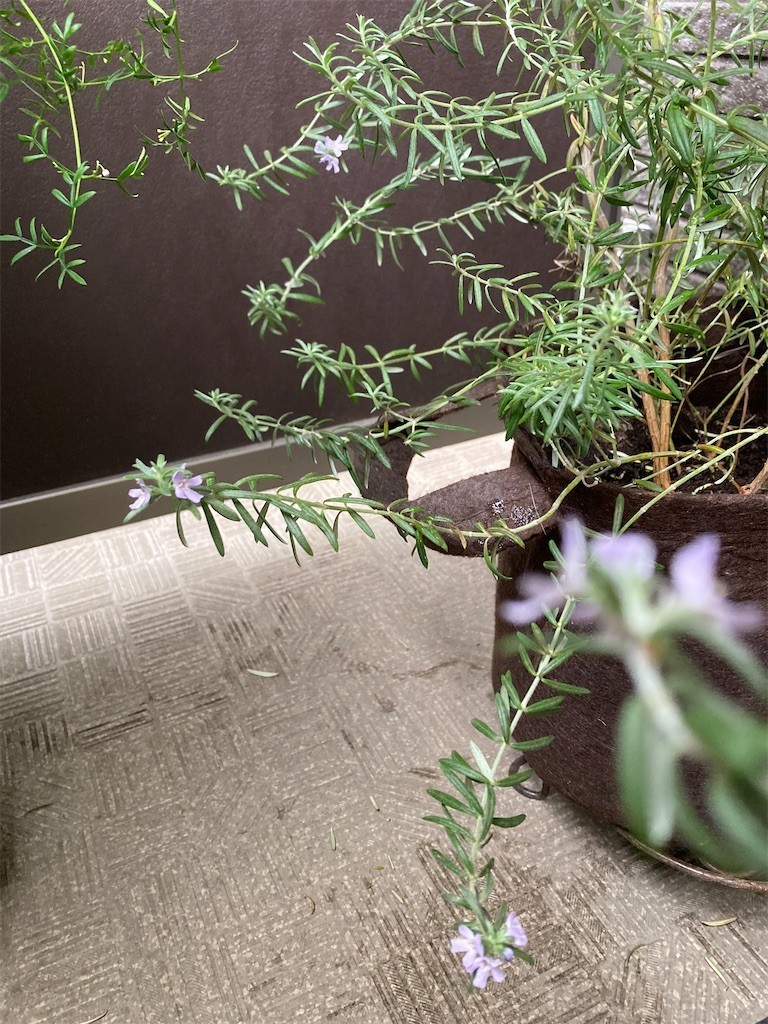 f:id:Magnoliarida:20210429100658j:image