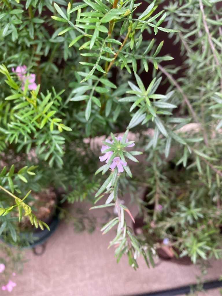 f:id:Magnoliarida:20210429100747j:image