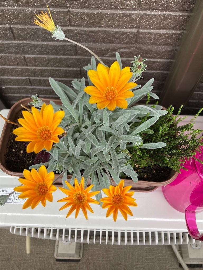 f:id:Magnoliarida:20210429100813j:image