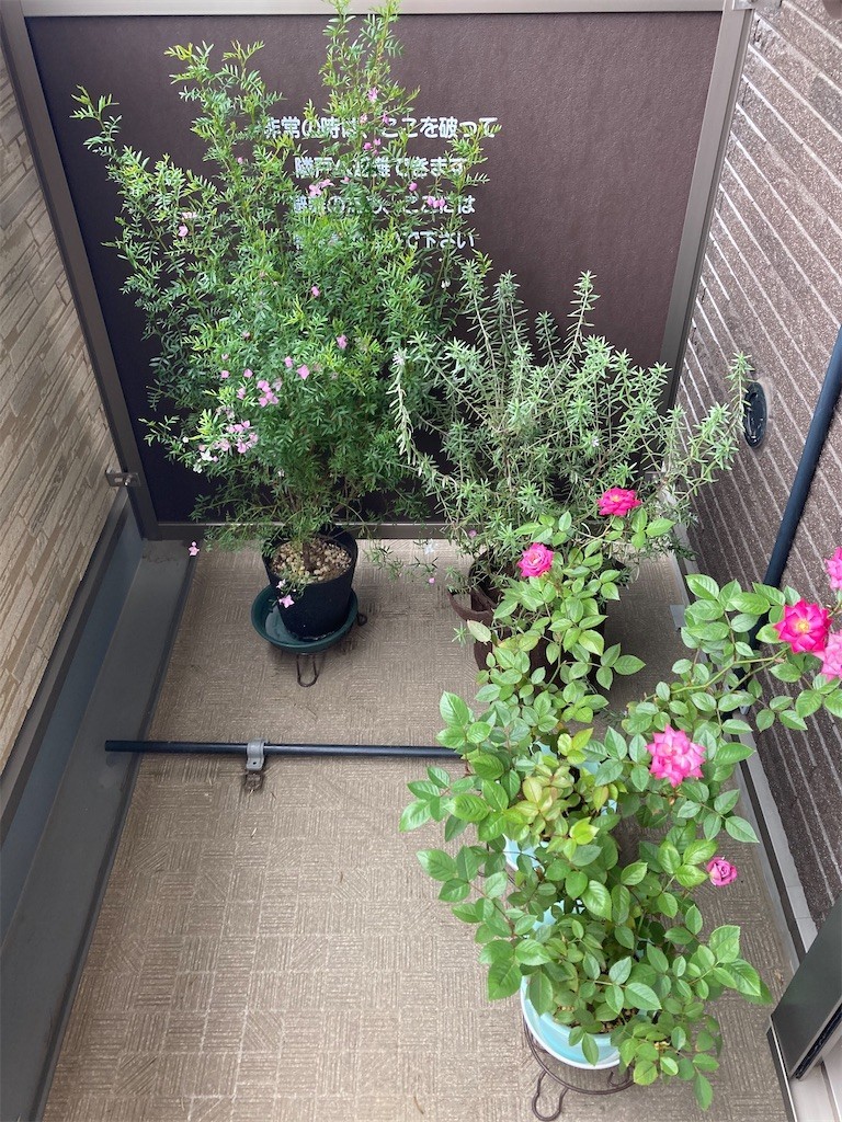 f:id:Magnoliarida:20210429100902j:image