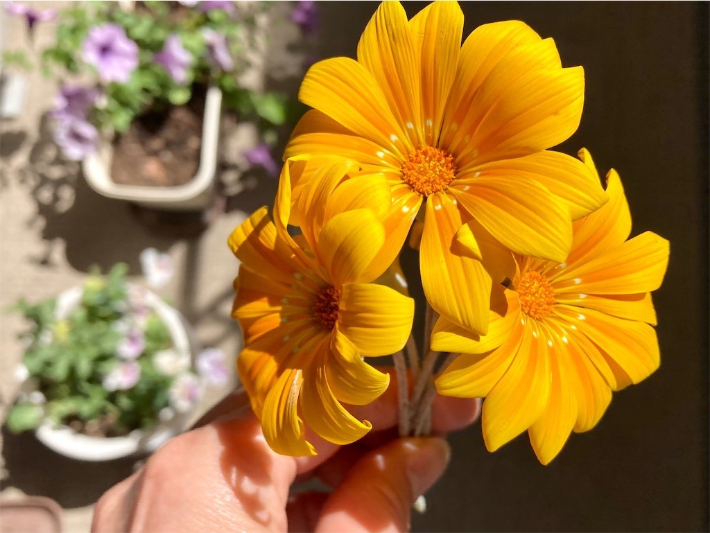 f:id:Magnoliarida:20210430093943j:image