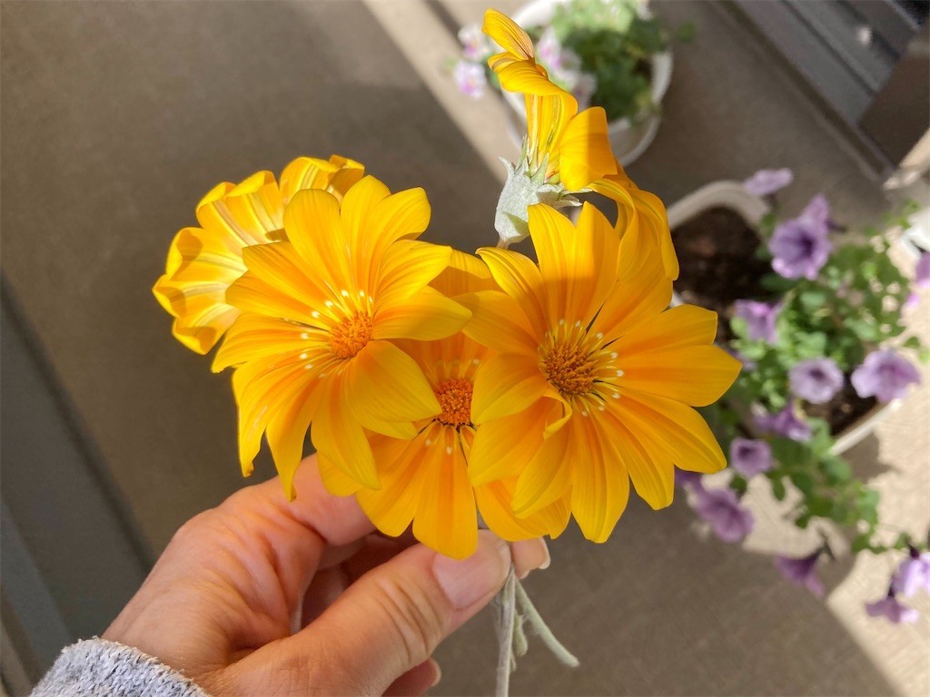 f:id:Magnoliarida:20210430094324j:image