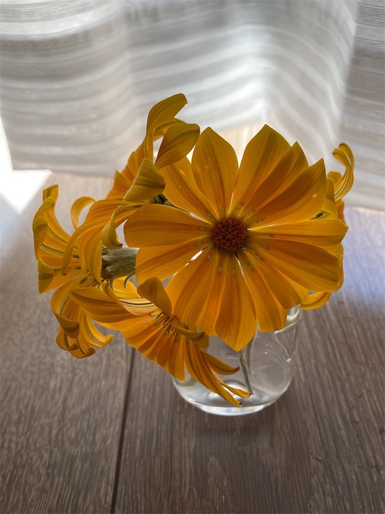 f:id:Magnoliarida:20210430094345j:image