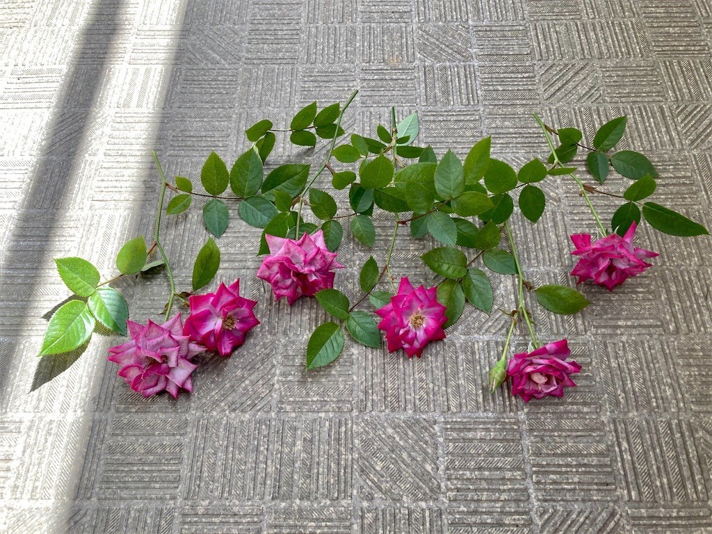 f:id:Magnoliarida:20210430094657j:image