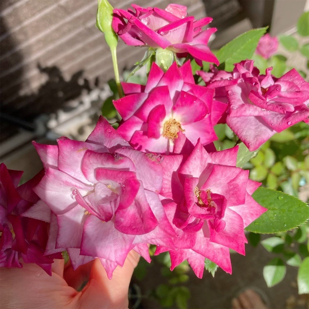 f:id:Magnoliarida:20210430094752j:image