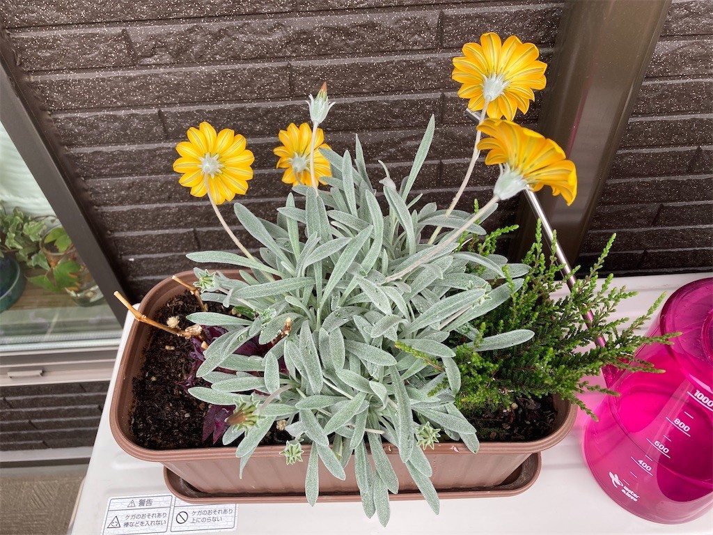 f:id:Magnoliarida:20210505101636j:image f:id:Magnoliarida:20210505101636j:image