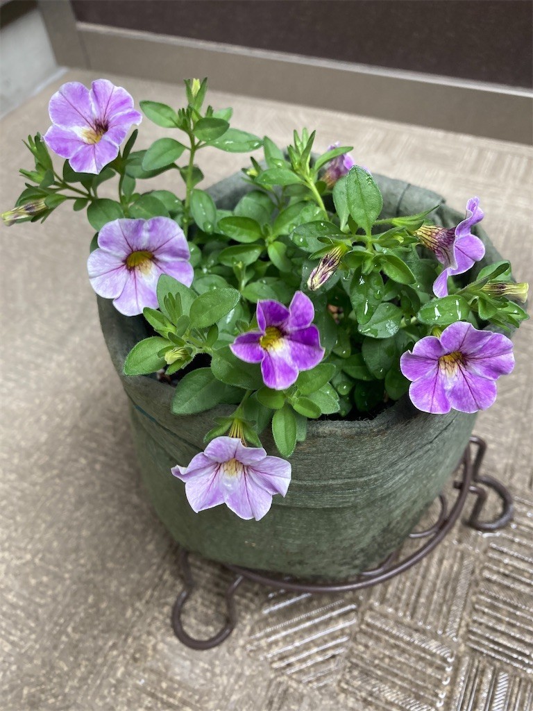 f:id:Magnoliarida:20210505101651j:image f:id:Magnoliarida:20210505101651j:image