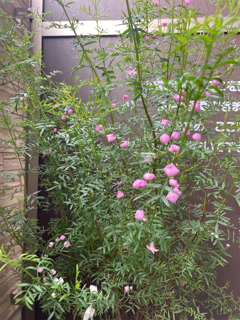 f:id:Magnoliarida:20210505101654j:image f:id:Magnoliarida:20210505101654j:image