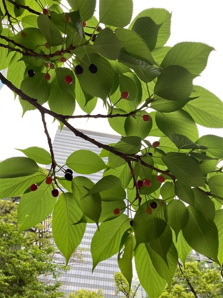 f:id:Magnoliarida:20210508220811j:image