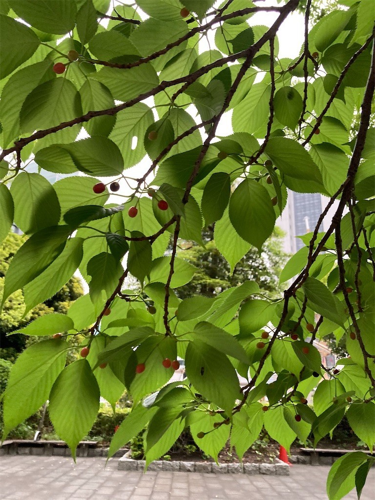 f:id:Magnoliarida:20210508220817j:image