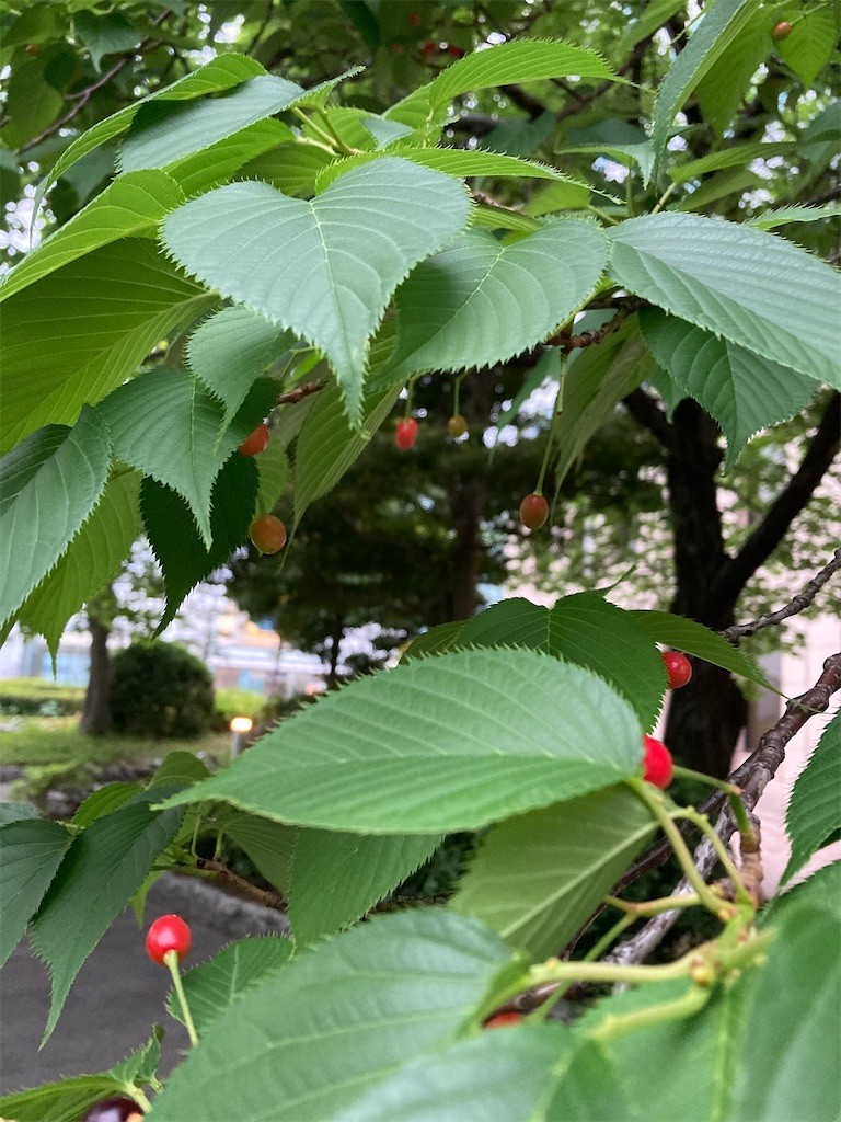 f:id:Magnoliarida:20210508220852j:image