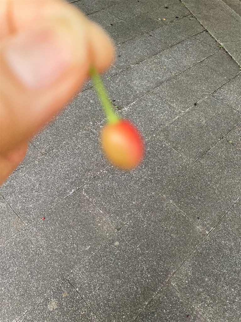 f:id:Magnoliarida:20210508221620j:image