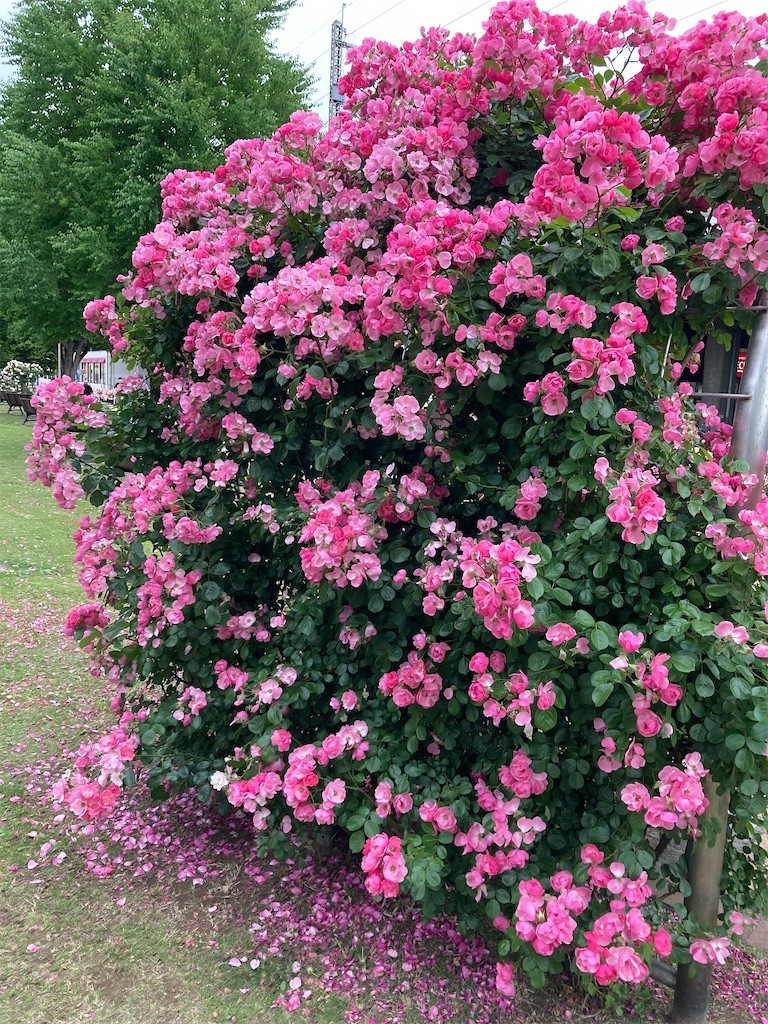 f:id:Magnoliarida:20210517003544j:image f:id:Magnoliarida:20210517003544j:image