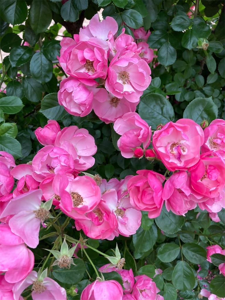 f:id:Magnoliarida:20210517003548j:image f:id:Magnoliarida:20210517003548j:image