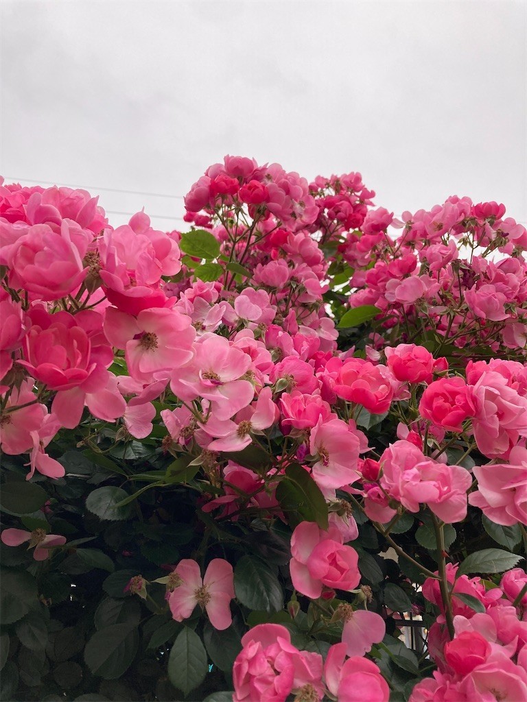 f:id:Magnoliarida:20210517003601j:image f:id:Magnoliarida:20210517003601j:image