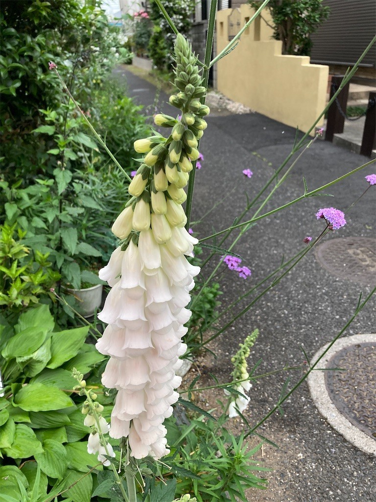 f:id:Magnoliarida:20210517083057j:image f:id:Magnoliarida:20210517083057j:image