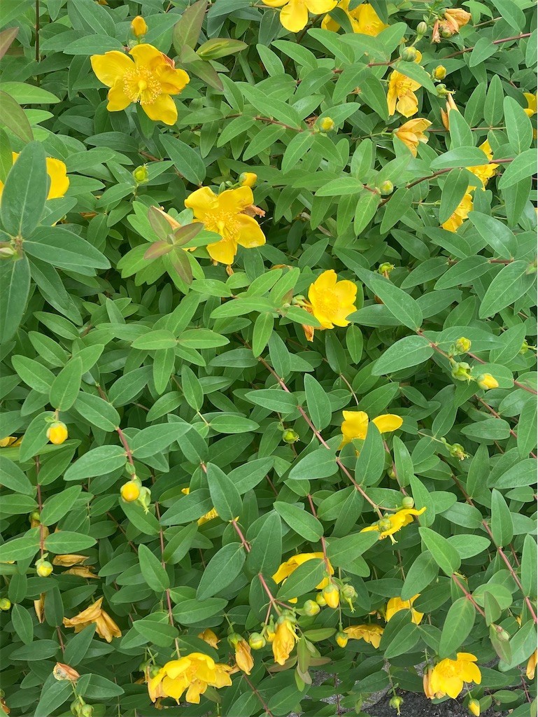 f:id:Magnoliarida:20210528133807j:image f:id:Magnoliarida:20210528133807j:image