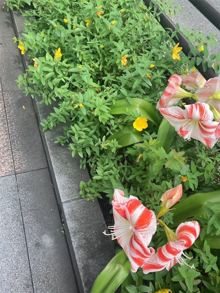 f:id:Magnoliarida:20210528133827j:image f:id:Magnoliarida:20210528133827j:image