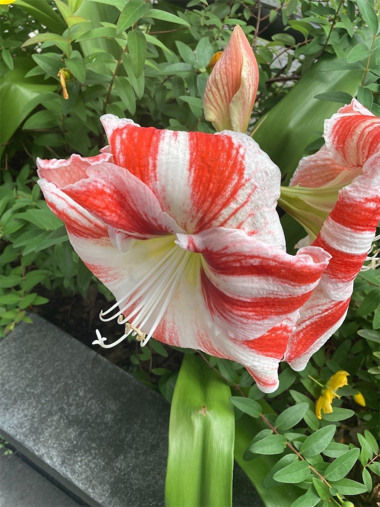 f:id:Magnoliarida:20210528133830j:image f:id:Magnoliarida:20210528133830j:image