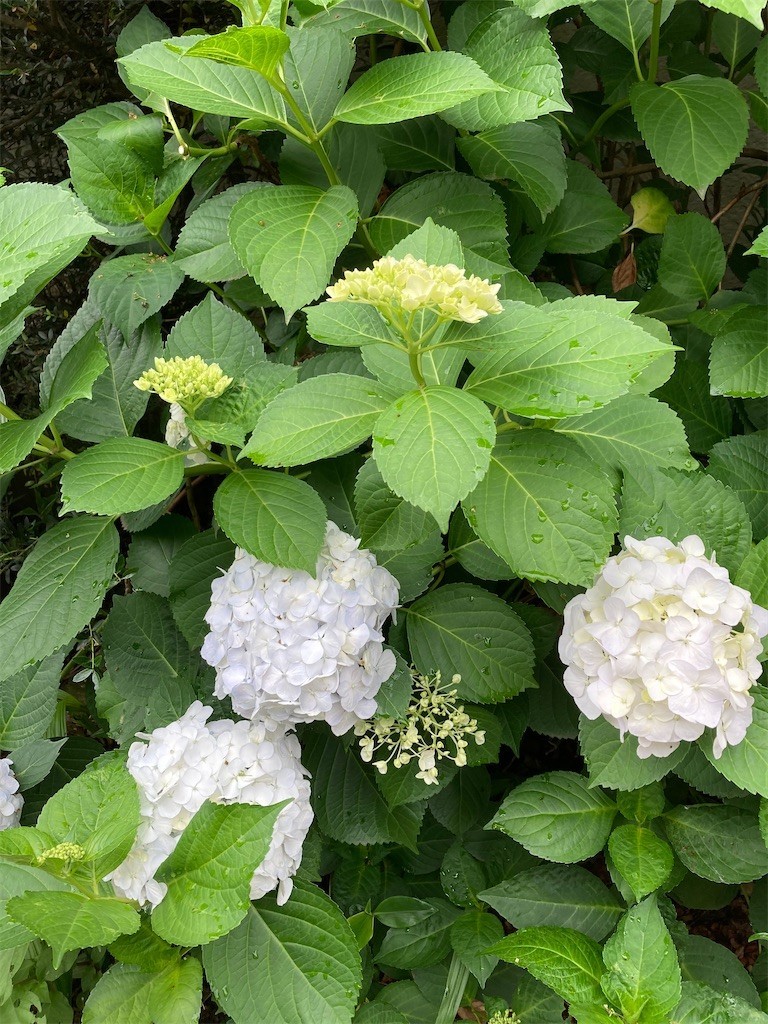 f:id:Magnoliarida:20210531083137j:image