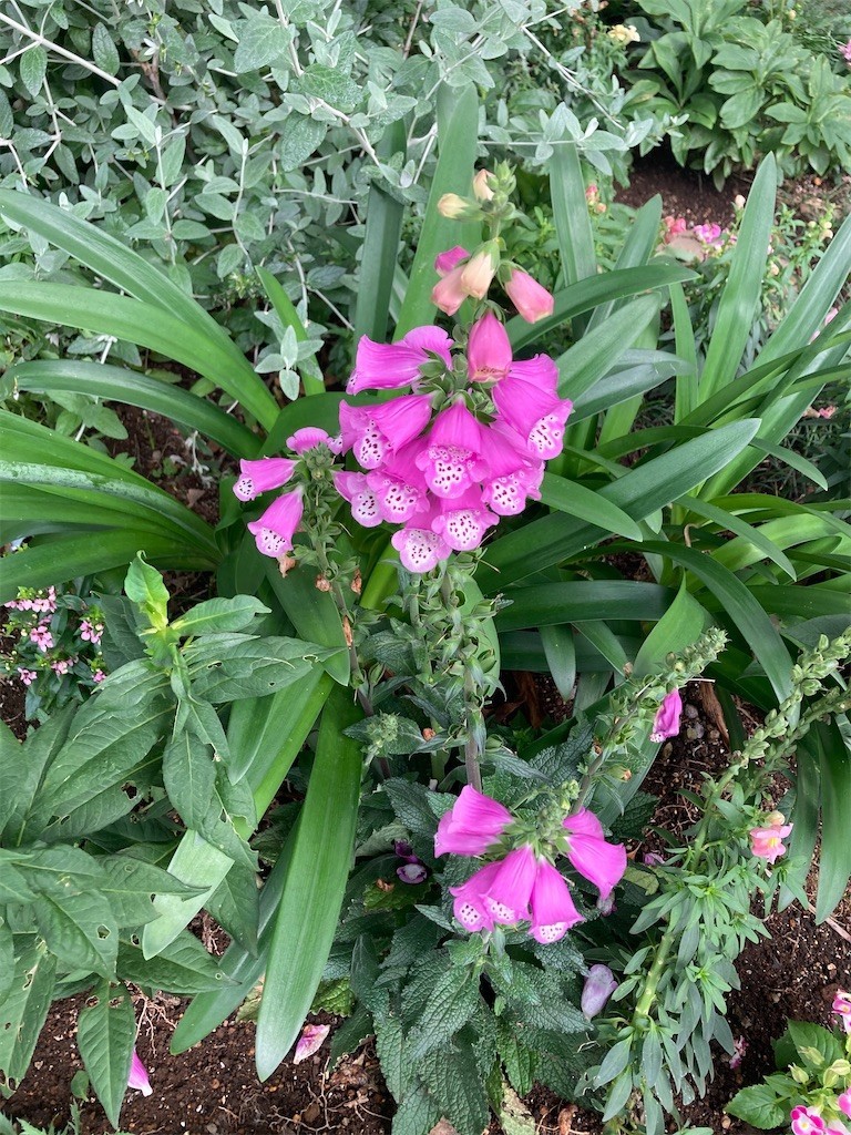 f:id:Magnoliarida:20210605211114j:image