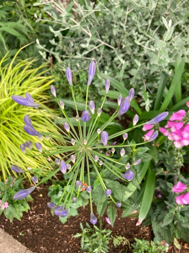 f:id:Magnoliarida:20210605211124j:image